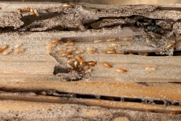 Best Pest Control Treatment  in Dayton, MN